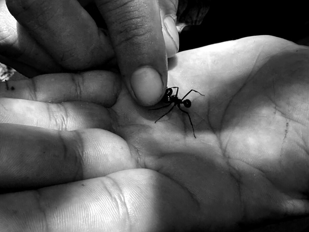 formiga-danielle-rodrigues